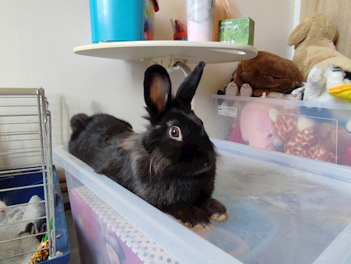 Eliška- petsitter praha 8 nebo Páníček pro psi kočky