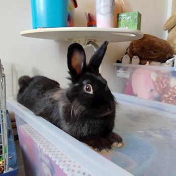 thumbnail petsitter praha 8 nebo páníček pro psi kočky