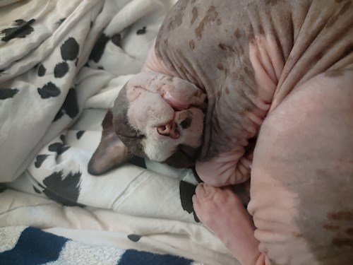 Eliška- petsitter praha 8 nebo Páníček pro psi kočky