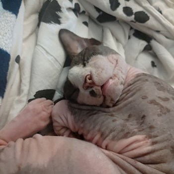 thumbnail petsitter praha 8 nebo páníček pro psi kočky