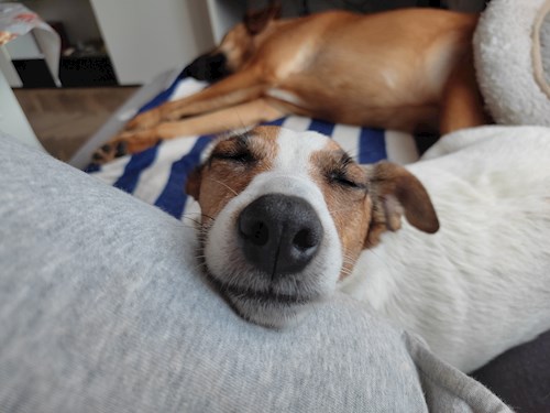 Eliška- petsitter praha 8 nebo Páníček pro psi kočky