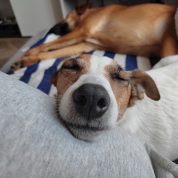 thumbnail petsitter praha 8 nebo páníček pro psi kočky