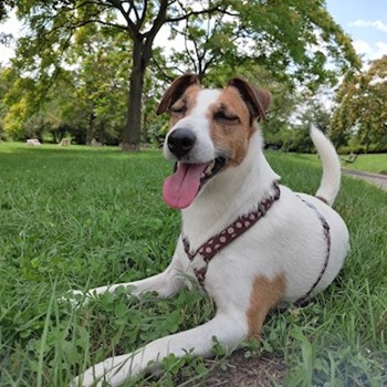 thumbnail petsitter praha 8 nebo páníček pro psi kočky