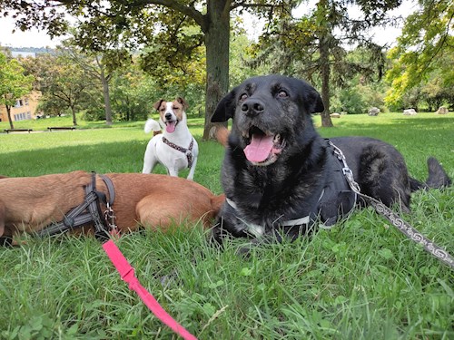 Eliška- petsitter praha 8 nebo Páníček pro psi kočky