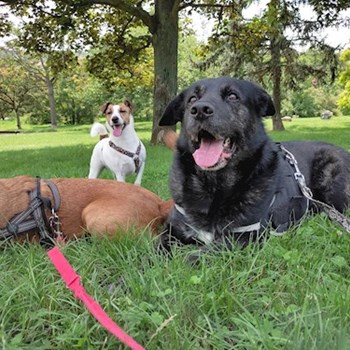 thumbnail petsitter praha 8 nebo páníček pro psi kočky