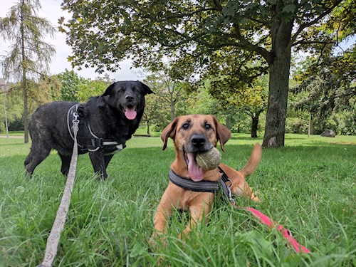 Eliška- petsitter praha 8 nebo Páníček pro psi kočky