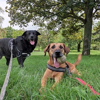 thumbnail petsitter praha 8 nebo páníček pro psi kočky