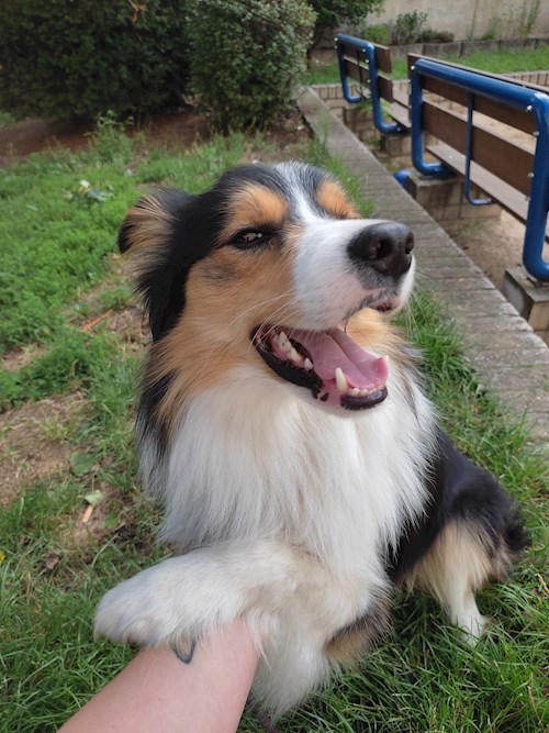 Eliška- petsitter praha 8 nebo Páníček pro psi kočky