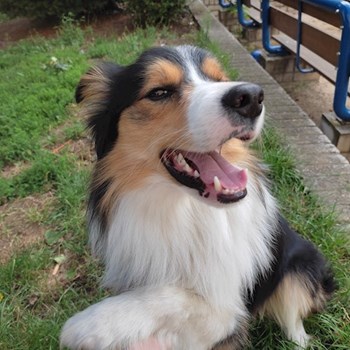 thumbnail petsitter praha 8 nebo páníček pro psi kočky