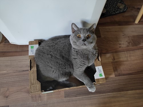 Eliška- petsitter praha 8 nebo Páníček pro psi kočky