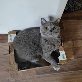 thumbnail petsitter praha 8 nebo páníček pro psi kočky