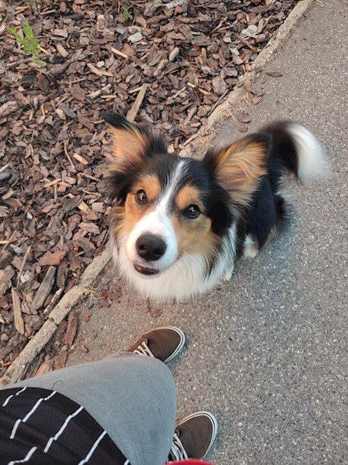 Eliška- petsitter praha 8 nebo Páníček pro psi kočky