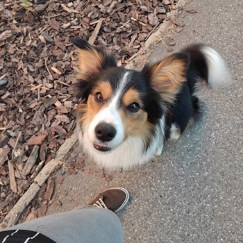 thumbnail petsitter praha 8 nebo páníček pro psi kočky