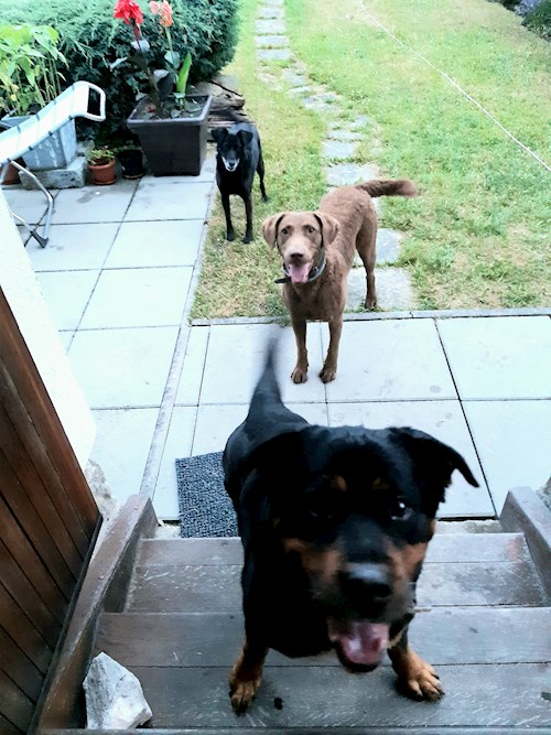 Martina- petsitter Hradec Králové nebo Páníček pro psi kočky