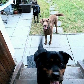 thumbnail petsitter Hradec Králové nebo páníček pro psi kočky