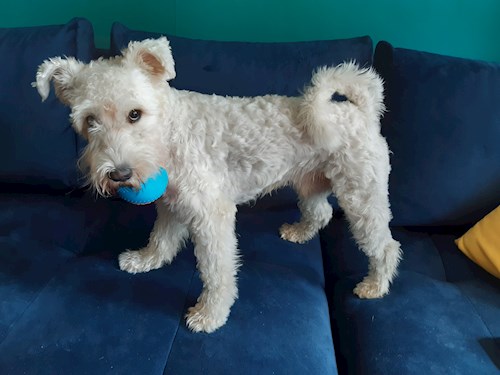 Martina- petsitter Hradec Králové nebo Páníček pro psi kočky