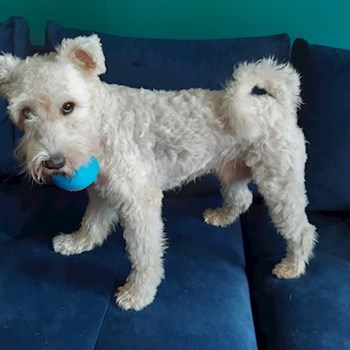 thumbnail petsitter Hradec Králové nebo páníček pro psi kočky