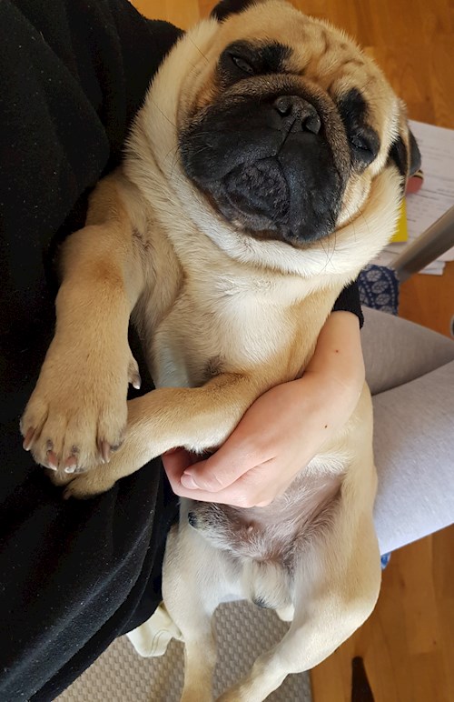 Veronika- petsitter Praha nebo Páníček pro psi kočky