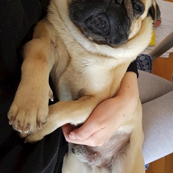 thumbnail petsitter Praha nebo páníček pro psi kočky