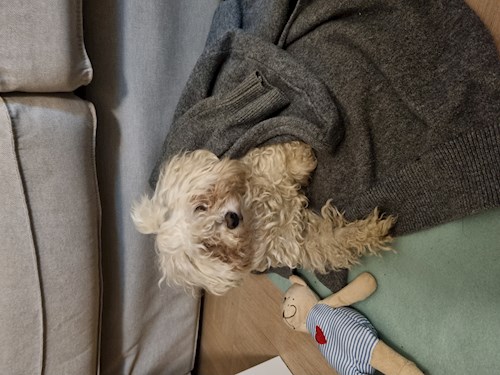 Veronika- petsitter Praha nebo Páníček pro psi kočky