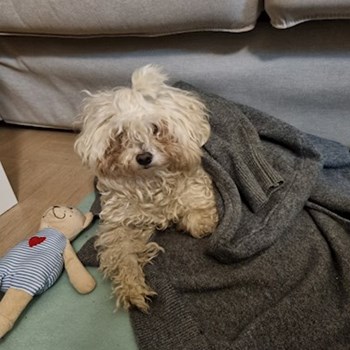 thumbnail petsitter Praha nebo páníček pro psi kočky