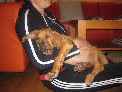 Veronika- petsitter Praha nebo Páníček pro psi kočky