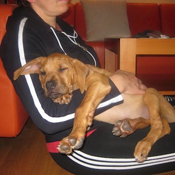 thumbnail petsitter Praha nebo páníček pro psi kočky