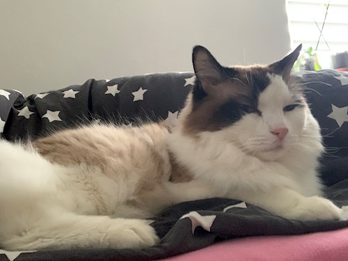 Kristýna- petsitter Praha nebo Páníček pro psi kočky