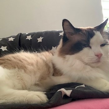 thumbnail petsitter Praha nebo páníček pro psi kočky