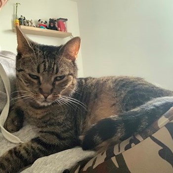 thumbnail petsitter Praha nebo páníček pro psi kočky