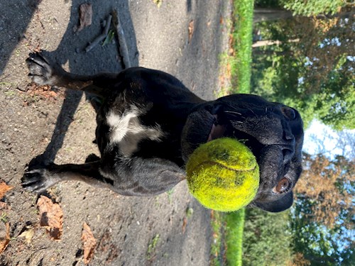 Katarína- petsitter Praha nebo Páníček pro psi kočky