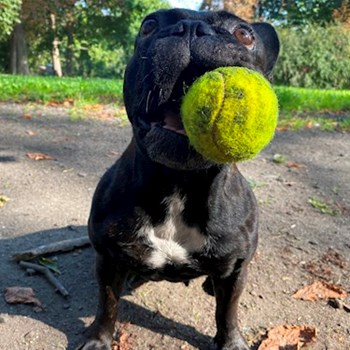 thumbnail petsitter Praha nebo páníček pro psi kočky