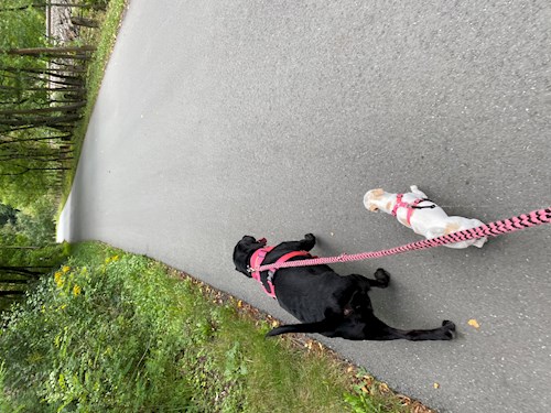 Katarína- petsitter Praha nebo Páníček pro psi kočky