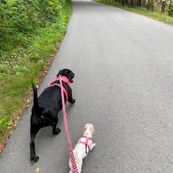 thumbnail petsitter Praha nebo páníček pro psi kočky