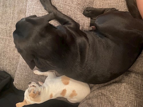 Katarína- petsitter Praha nebo Páníček pro psi kočky