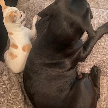 thumbnail petsitter Praha nebo páníček pro psi kočky