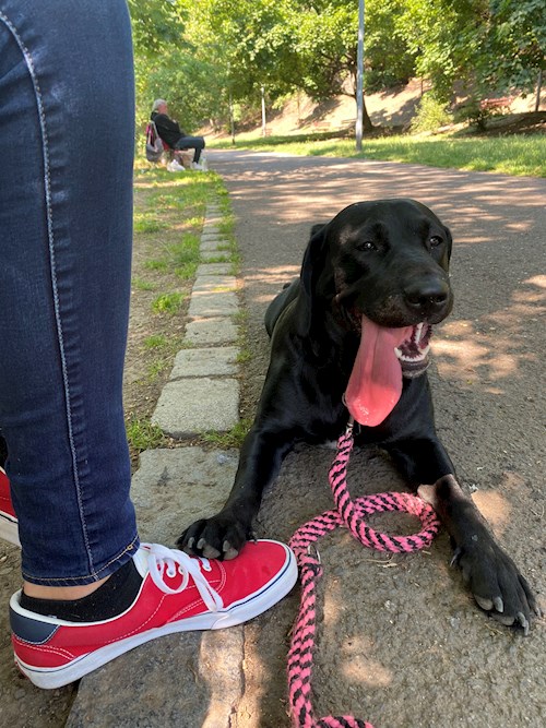 Katarína- petsitter Praha nebo Páníček pro psi kočky