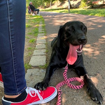 thumbnail petsitter Praha nebo páníček pro psi kočky