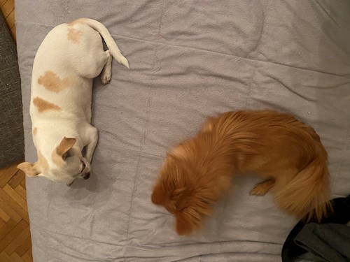 Katarína- petsitter Praha nebo Páníček pro psi kočky