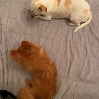 thumbnail petsitter Praha nebo páníček pro psi kočky