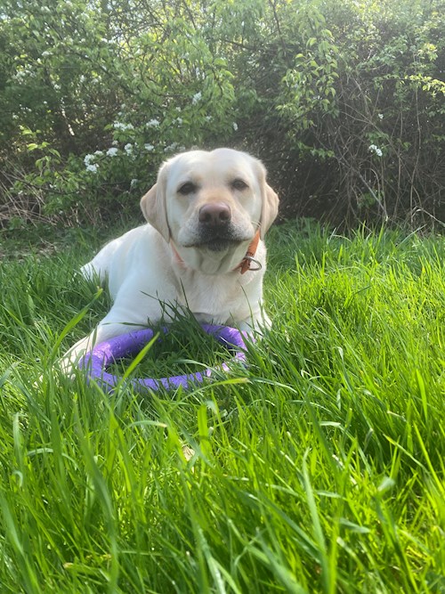 Katarína- petsitter Praha nebo Páníček pro psi kočky