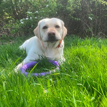 thumbnail petsitter Praha nebo páníček pro psi kočky