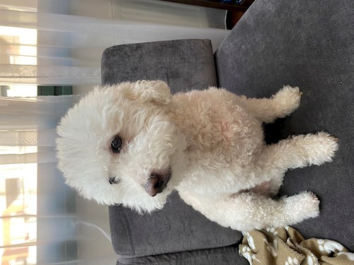 Katarína- petsitter Praha nebo Páníček pro psi kočky