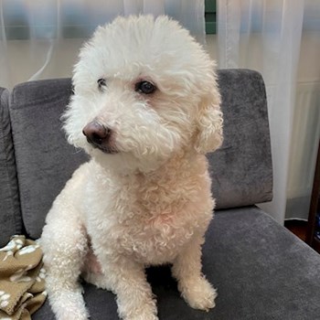 thumbnail petsitter Praha nebo páníček pro psi kočky