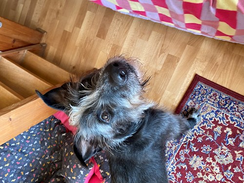 Katarína- petsitter Praha nebo Páníček pro psi kočky