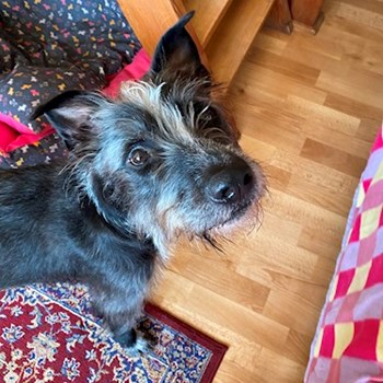 thumbnail petsitter Praha nebo páníček pro psi kočky