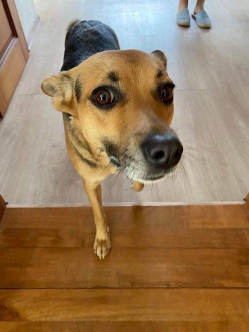 Katarína- petsitter Praha nebo Páníček pro psi kočky