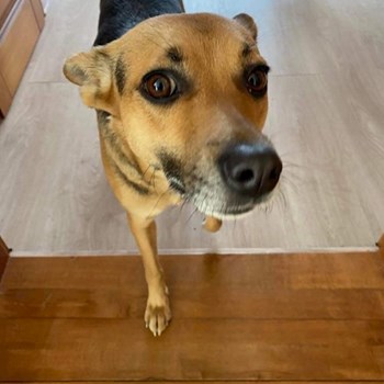 thumbnail petsitter Praha nebo páníček pro psi kočky