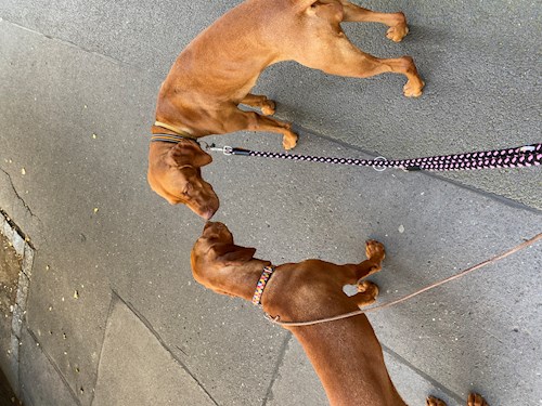 Katarína- petsitter Praha nebo Páníček pro psi kočky