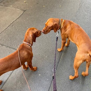 thumbnail petsitter Praha nebo páníček pro psi kočky